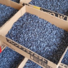 BLUEBERRIES