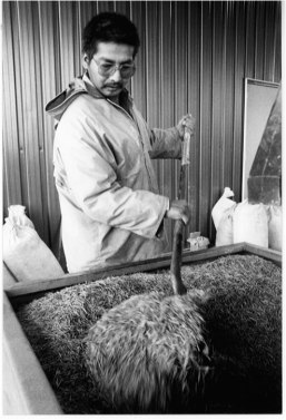 wild rice at Kagiwiosa.jpg